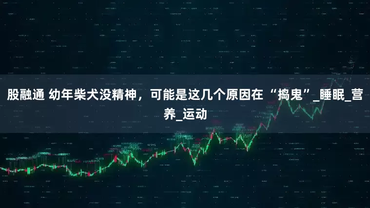 股融通 幼年柴犬没精神，可能是这几个原因在 “捣鬼”_睡眠_营养_运动